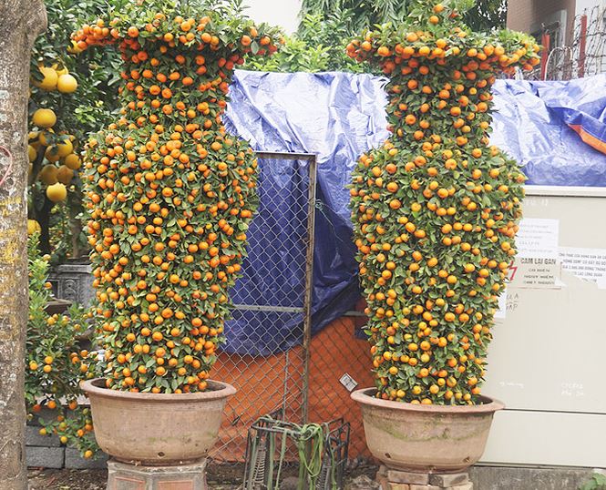 Cặp quất lục bình khủng giá hàng chục triệu ở Hà Nội